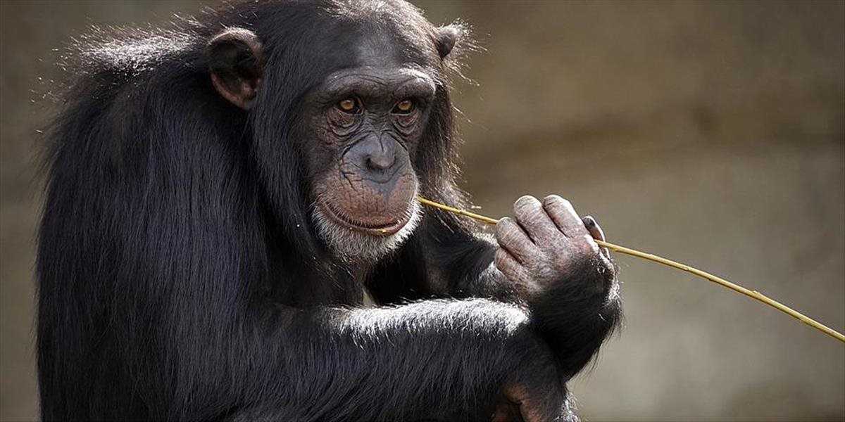 Šimpanz perie bielizeň, nikto ho to neučil no odkukal to od chovateľky
