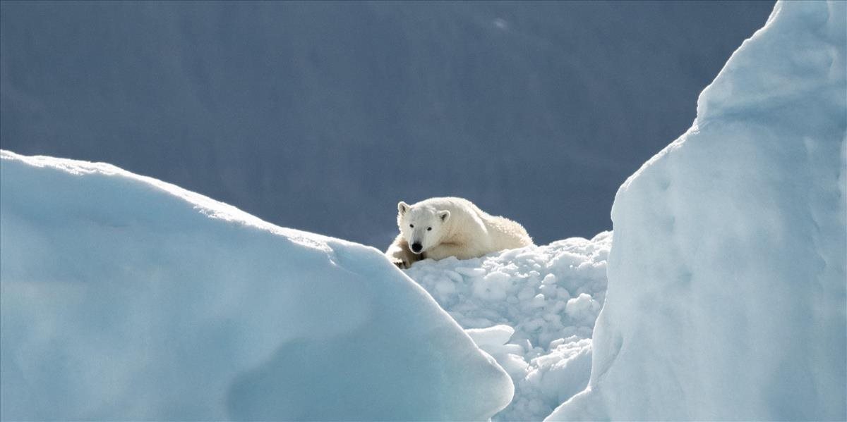 Medvede biele sa presúvajú kvôli klimatickým zmenám do Ruska