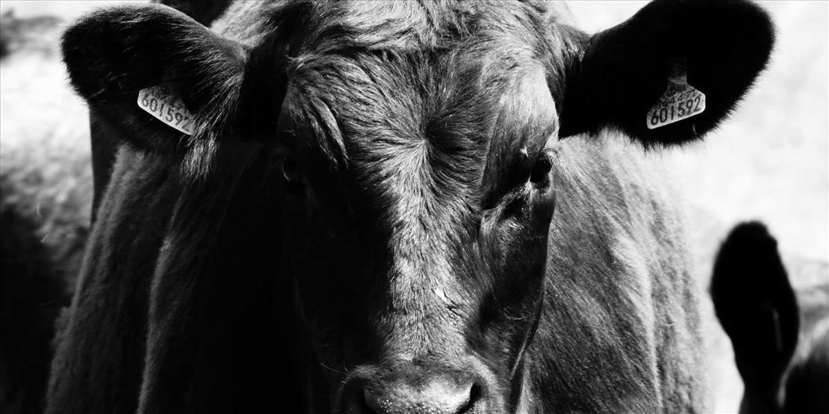Uhynula najkrajšia krava v Nemecku, volala sa Lady Gaga