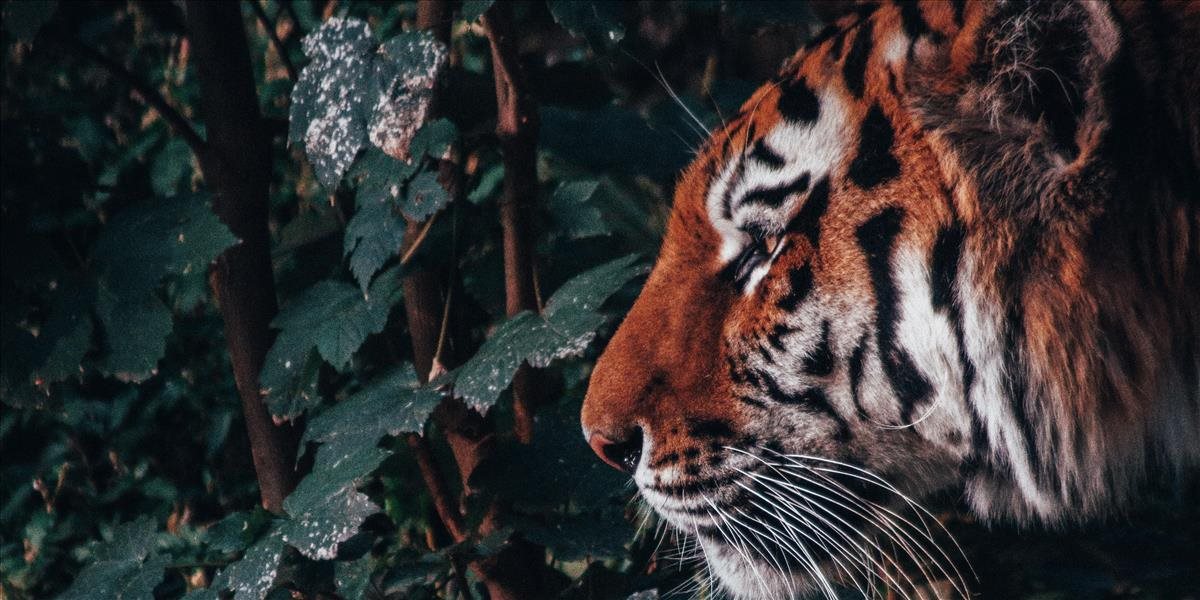 Polícia v Indonézii našla kožušinu a embryá ohrozeného tigra sumatrianskeho