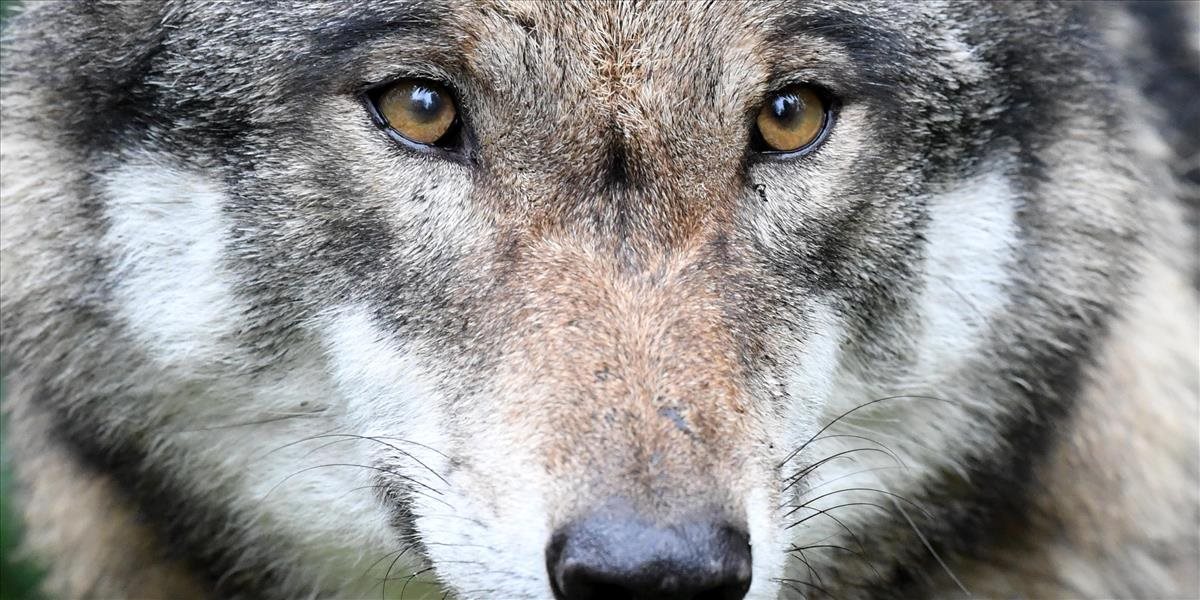 Správcovia TANAPu sú nespokojní s lovom vlka