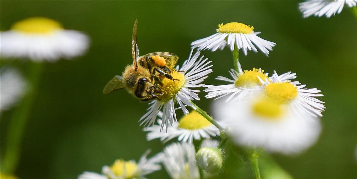 Počet včelárov na Slovensku rastie