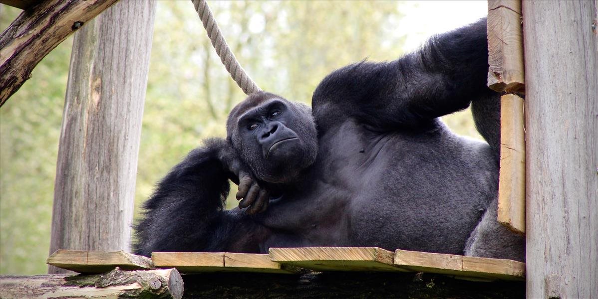 Lekári prvýkrát v histórii vyoperovali šedý zákal gorile
