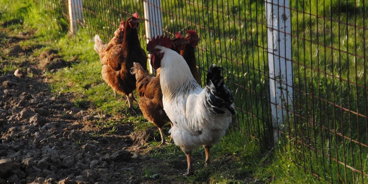 Ako sa brániť v prípade výskytu vtáčej chrípky?