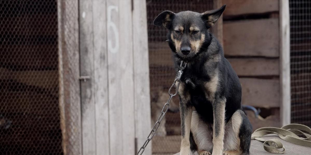 Prieskum ukázal, že viacerí Slováci sú proti držaniu psov na reťazi