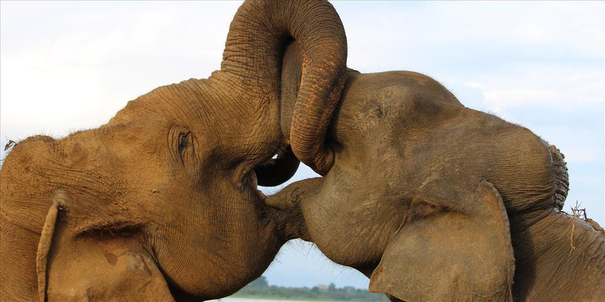 VIDEO: Z cirkusu ušli dva slony