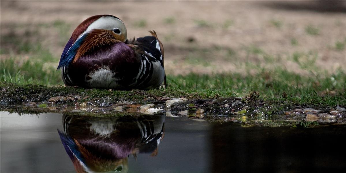 V bojnickej zoo potvrdili vtáčiu chrípku