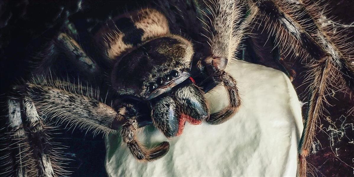 Austráliu v najbližšom období, podľa expertov, zaplaví množstvo smrtiacich pavúkov