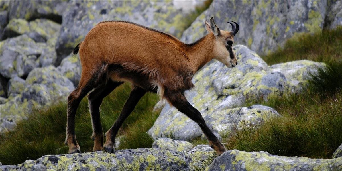 Čo stihol envirorezort pod vedením Sólymosa?