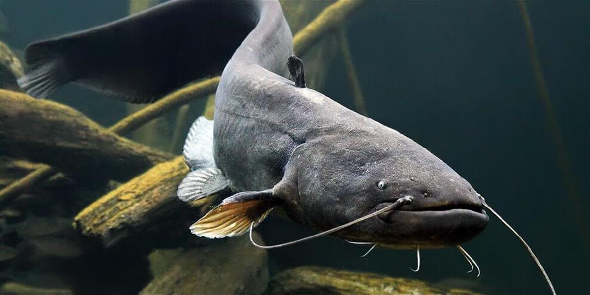 V Malom Dunaji uhynul veľký počet rýb, aký je dôvod?