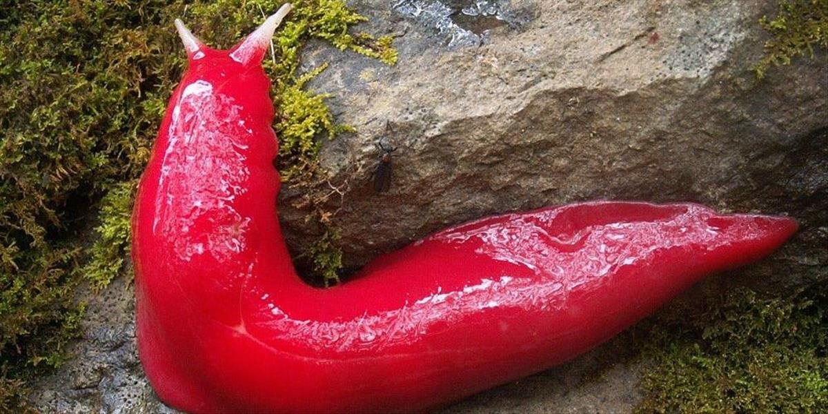 Obrovský červený slimák sa plazí po Austrálii napriek požiarom