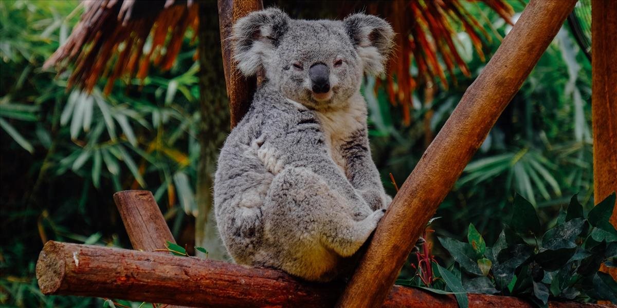 Ako robí koala? Ostaneš v šoku