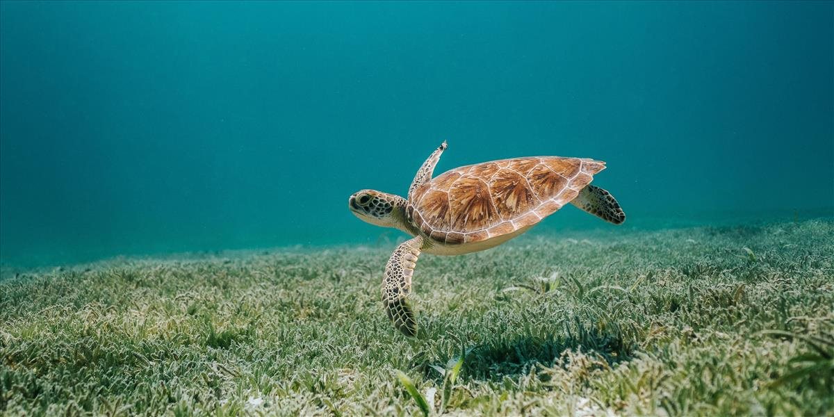 Zachránenej korytnačke dali preháňadlá aby z nej dostali plasty