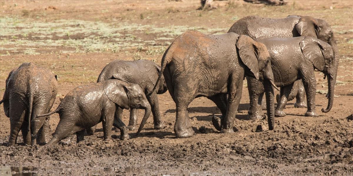 Zabíjanie slonov bude v tejto krajine legálne