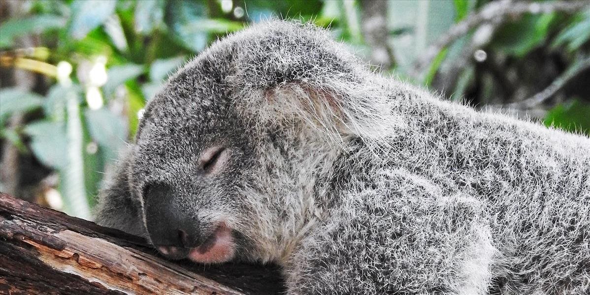 Ktoré austrálske zvieratá sú najviac ohrozené v dôsledku požiarov?
