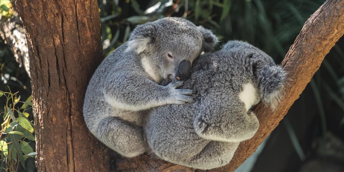 Koalám v Novom Južnom Walese môže hroziť vyhynutie