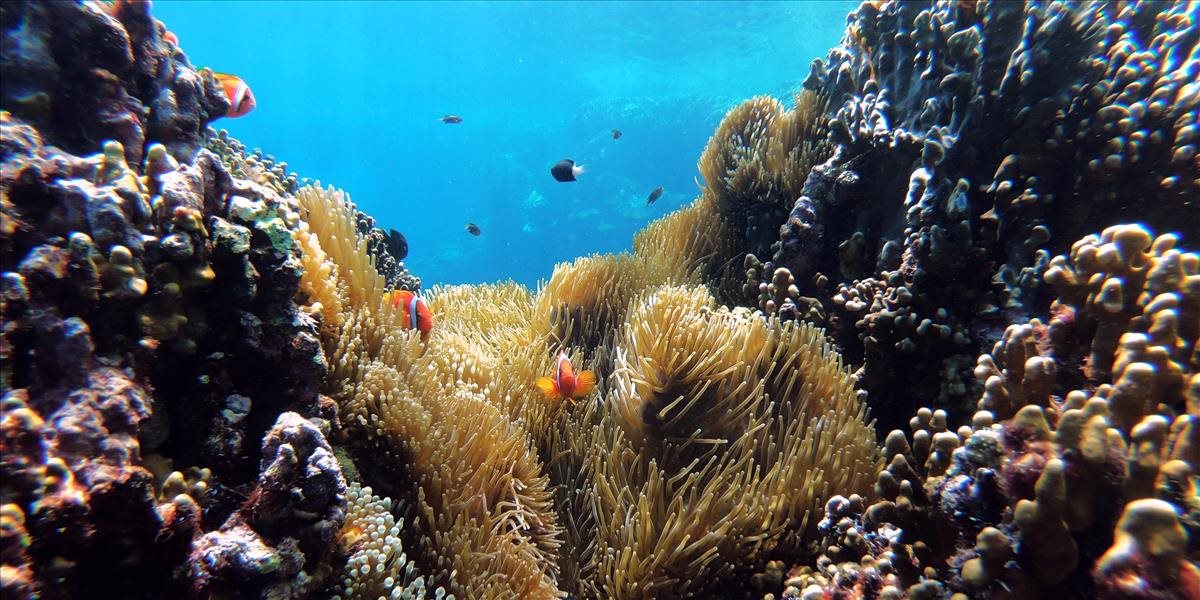 Koralové útesy môžu do niekoľkých rokov zmiznúť z morí