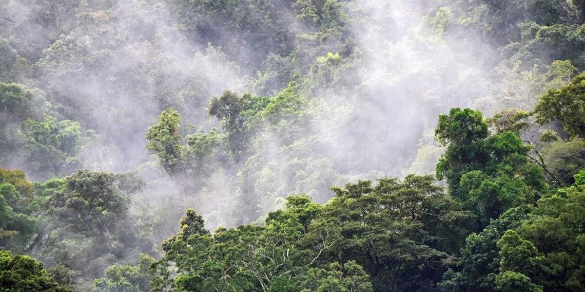 Tropické lesy strácajú schopnosť absorbovať oxid uhličitý