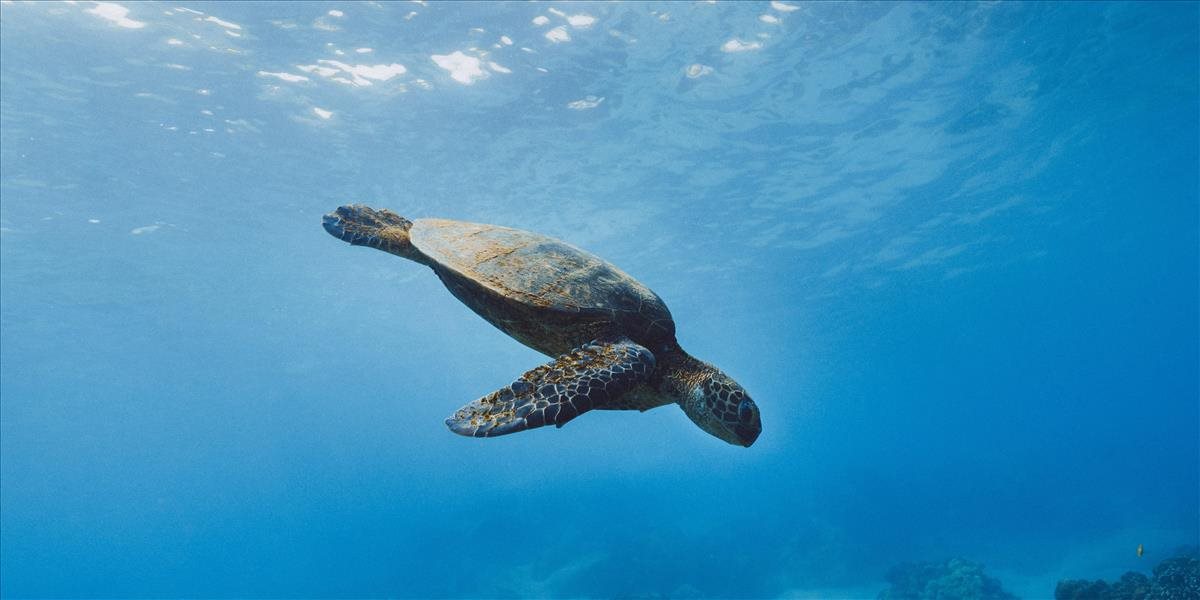 Korytnačky láka vôňa plastov v oceánoch