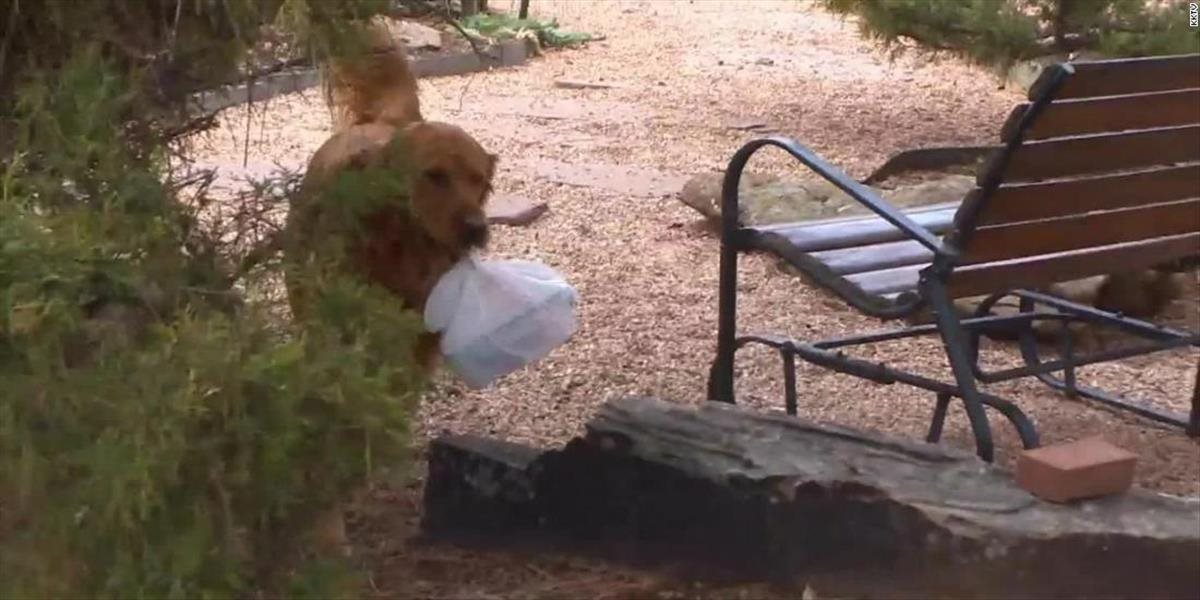 Žena vycvičila psa, aby susede v karanténe nosil potraviny