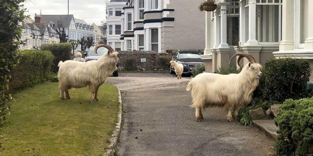 Vyľudnené ulice mesta obsadili kozy