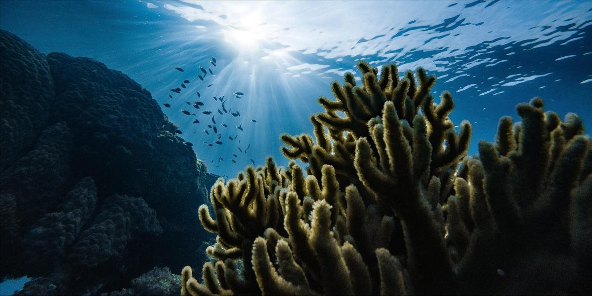 Svetové oceány by sa mohli do roku 2050 úspešne uzdraviť
