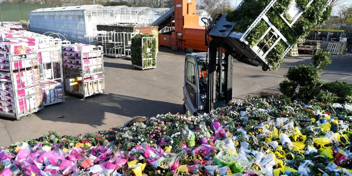 Kvôli pandémii putuje väčšina holandských kvetov do odpadu