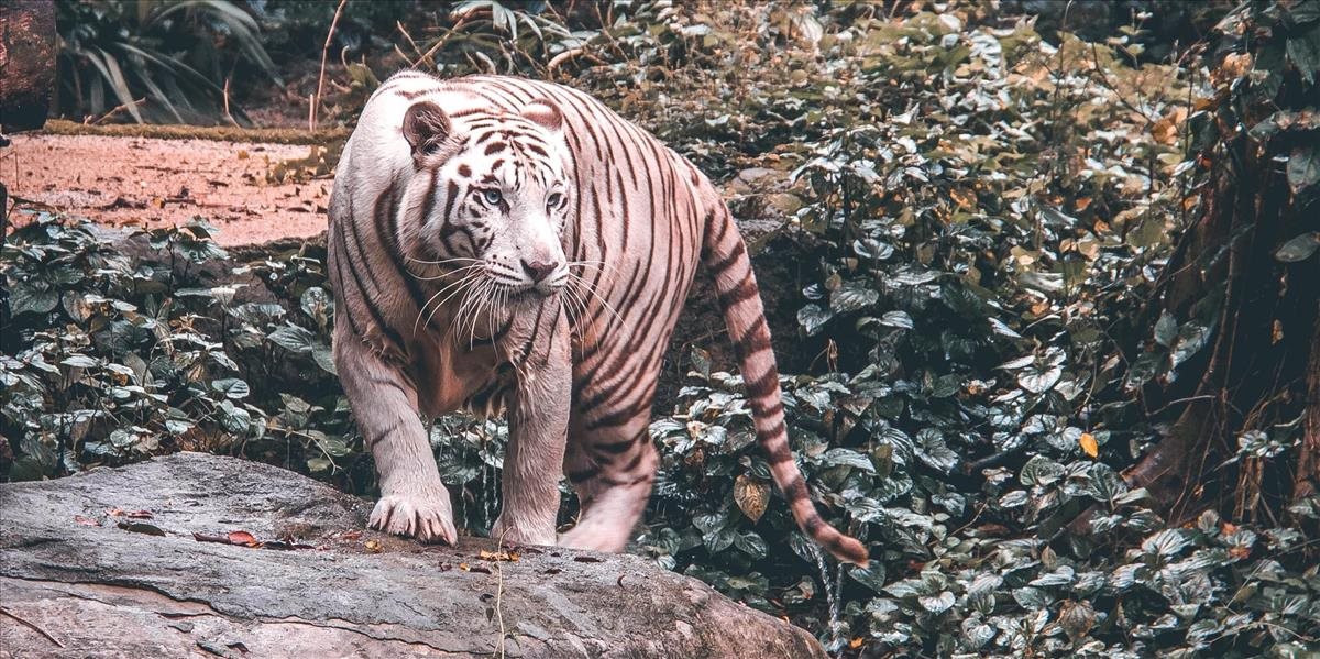 Tigrica v newyorskej zoo mala pozitívny test na koronavírus