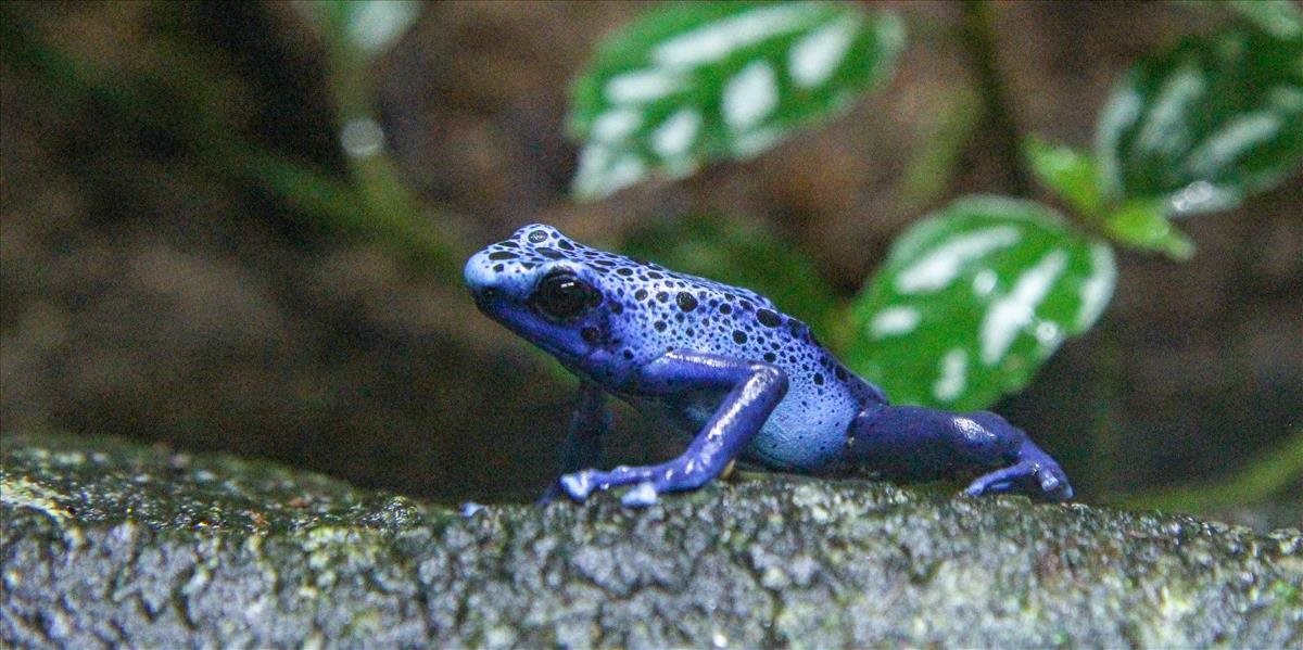 Na Antarktíde po prvý raz našli fosíliu žaby