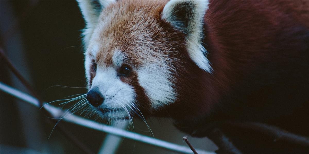 Populácie niektorých austrálskych cicavcov za 20 rokov klesli viac ako o jednu tretinu