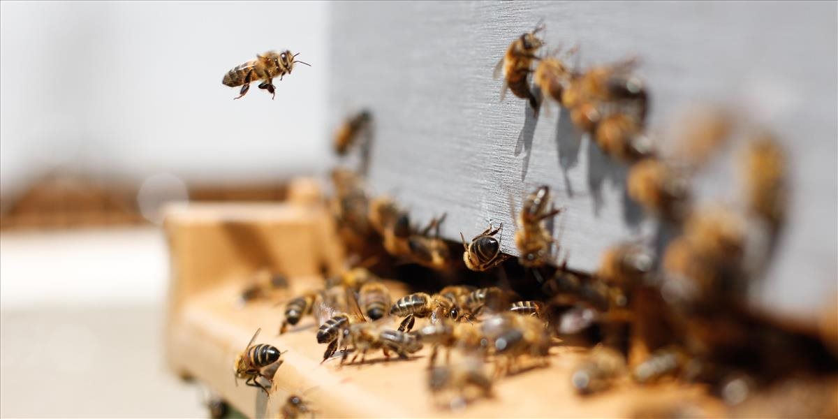Prečo je ochrana včely medonosnej nevyhnutná pre náš život?