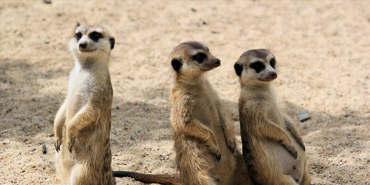 Zvieratám v zoologických záhradách chýbajú ľudia