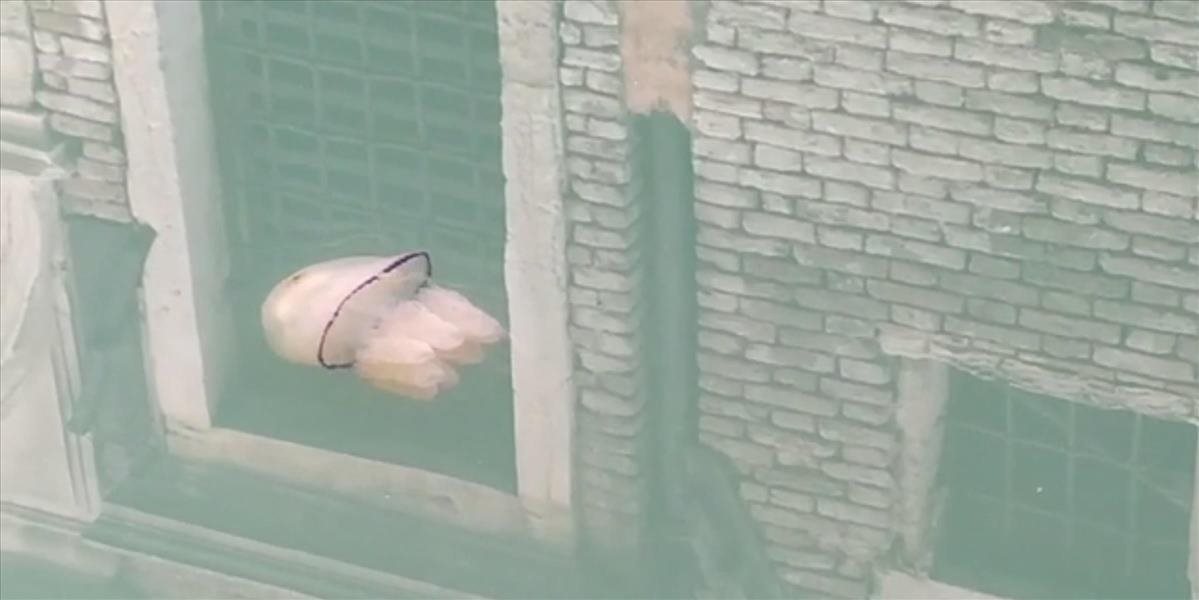 Biológ uchvátil internet zábermi medúzy v benátskom kanále