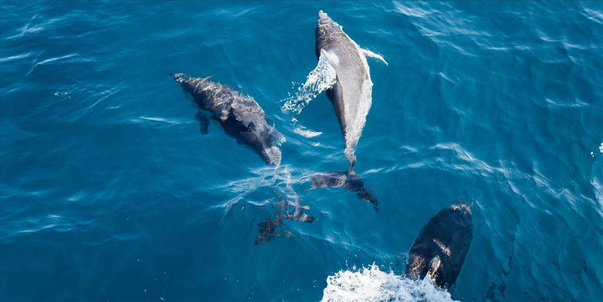 Do Jadranu sa vracajú delfíny a veľryby, páči sa im útlm lodnej dopravy