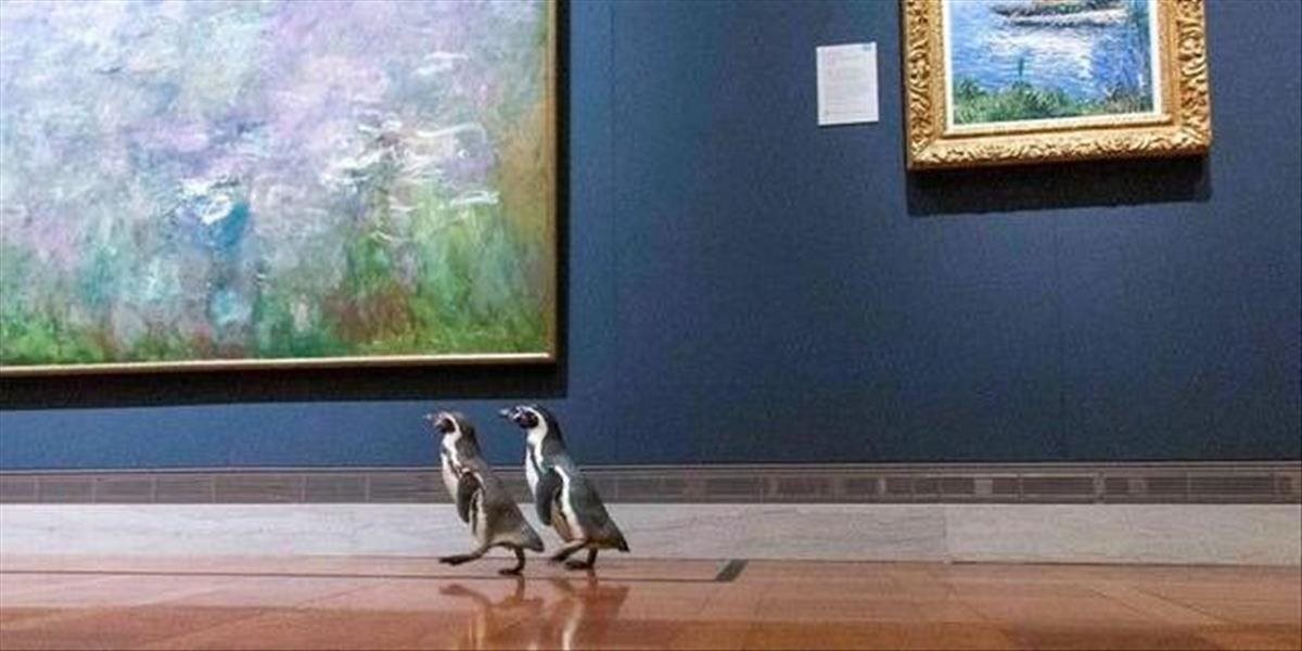 Tri tučniaky vyrazili na súkromnú prehliadku galérie