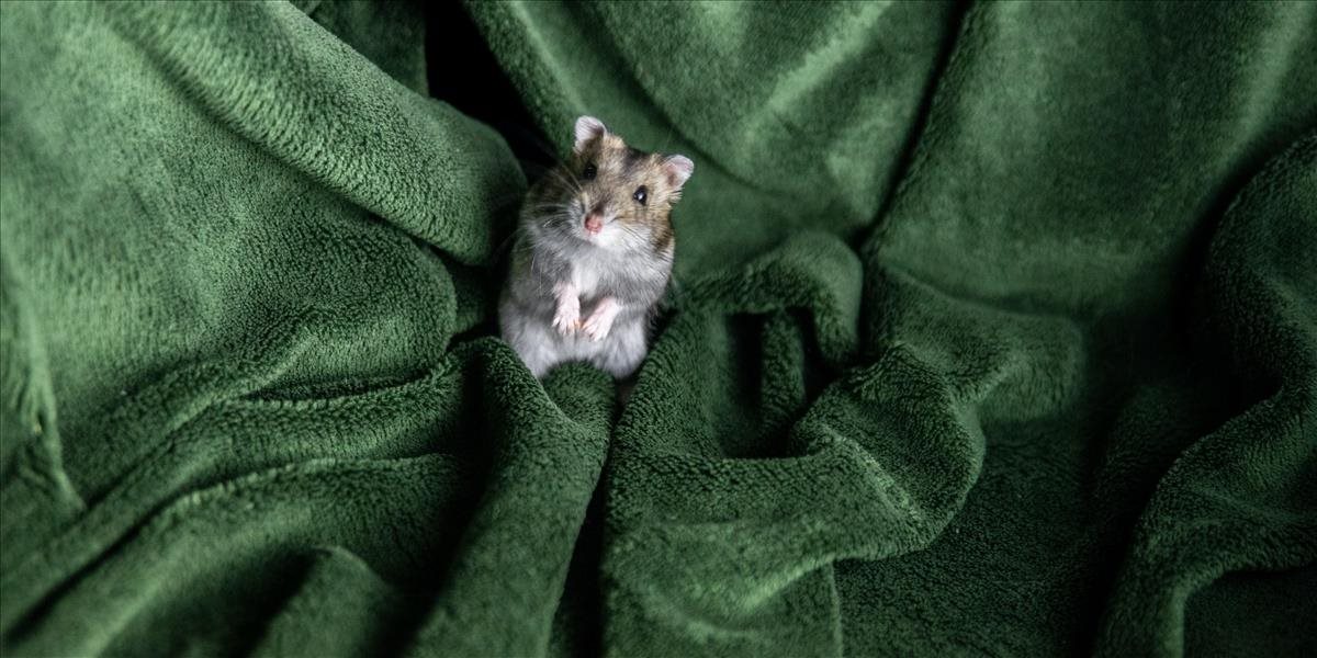 Rúška znižujú šírenie koronavírusu, dokázal to pokus na škrečkoch