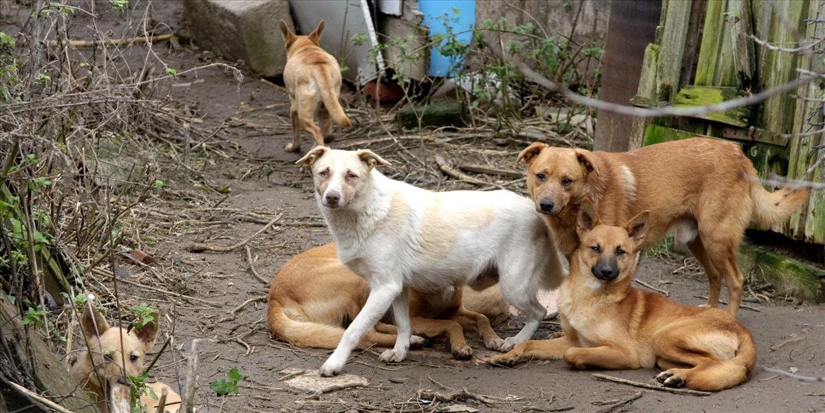 Zvierací ombudsman sa zaoberá prípadom utýraných psov v rómskej osade v Huncovciach