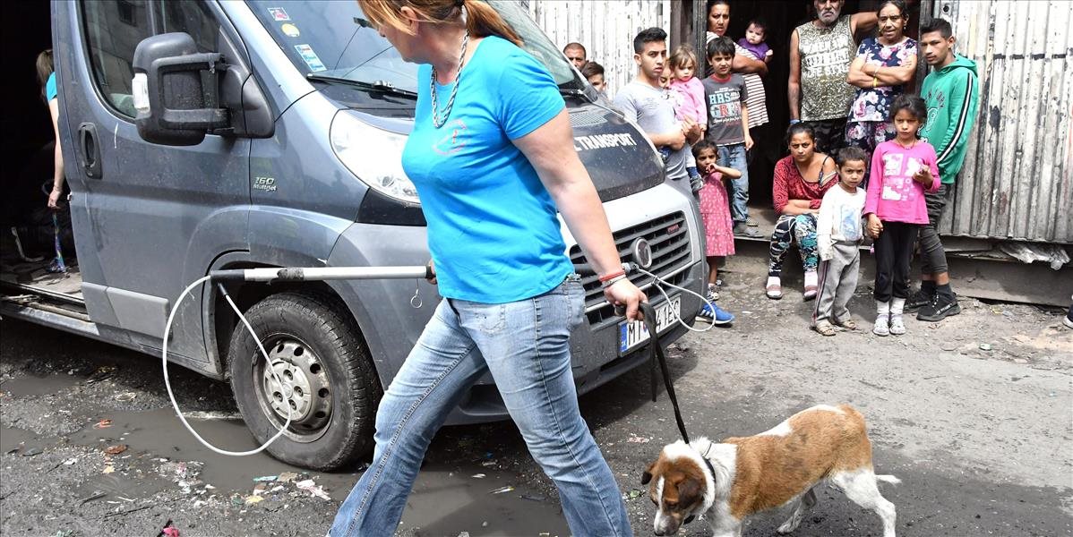 Policajti už vyšetrujú prípad brutálne utýraných psov v osade