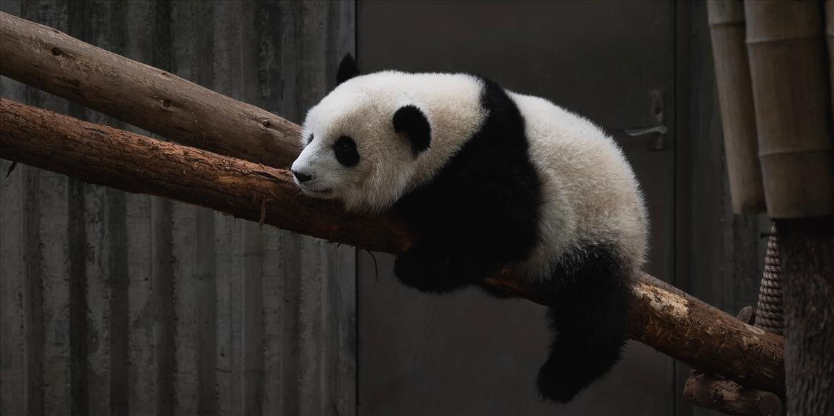 Panda ušla z ohrady v zoo v Kodani, po potulkách ju tam vrátili