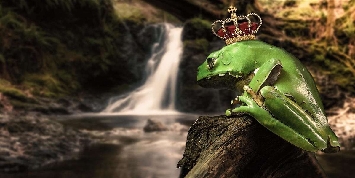 Z tej žaby princ nikdy nebude