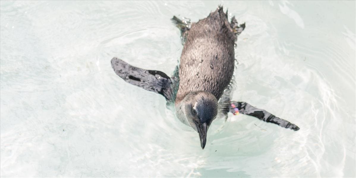 V košickej zoo sa narodili štyri mláďatá tučniakov jednopásych
