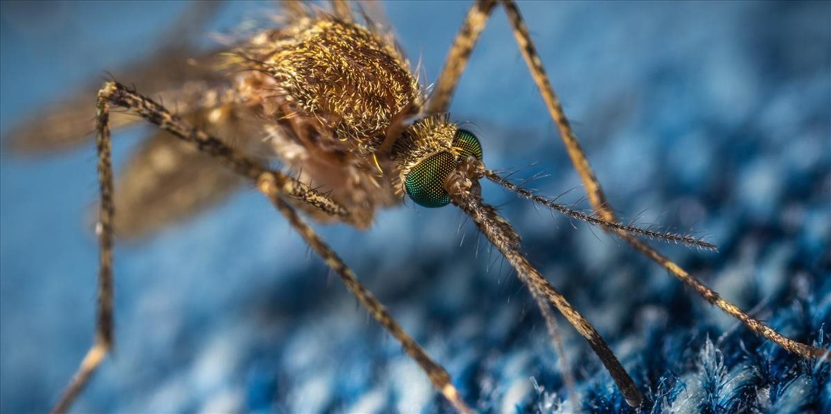 Komáre môžu prenášať závažné ochorenia
