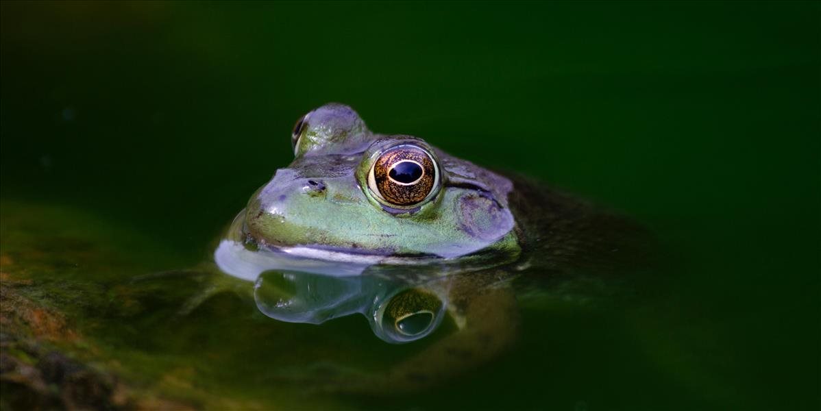 Odborníci vytvorili medzinárodný projekt na ochranu kriticky ohrozenej žaby