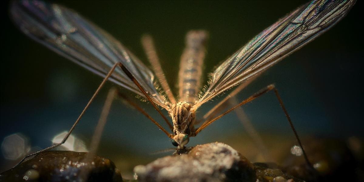 Objavili parazita, ktorý spôsobuje maláriu a je odolný voči liekom