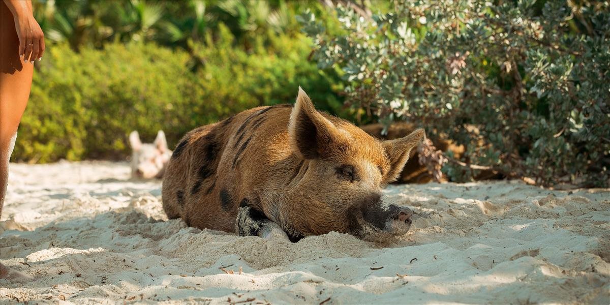 Fotografie bavia internet, prasa ukradlo nahému mužovi na pláži tašku