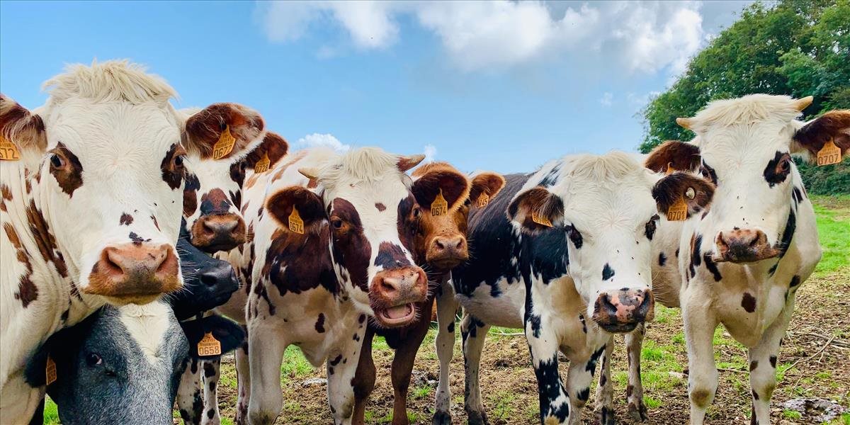Koľko metánu vyprodukujú kravy? Merať to bude satelit