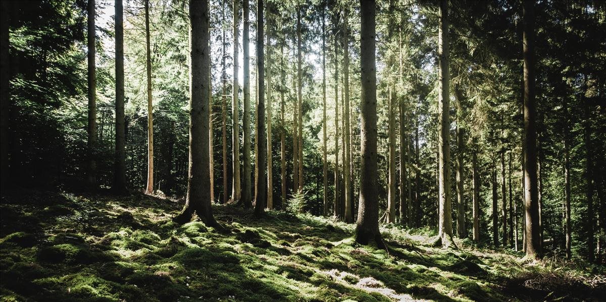 Pre slovenské pralesy by mal platiť najvyšší stupeň ochrany