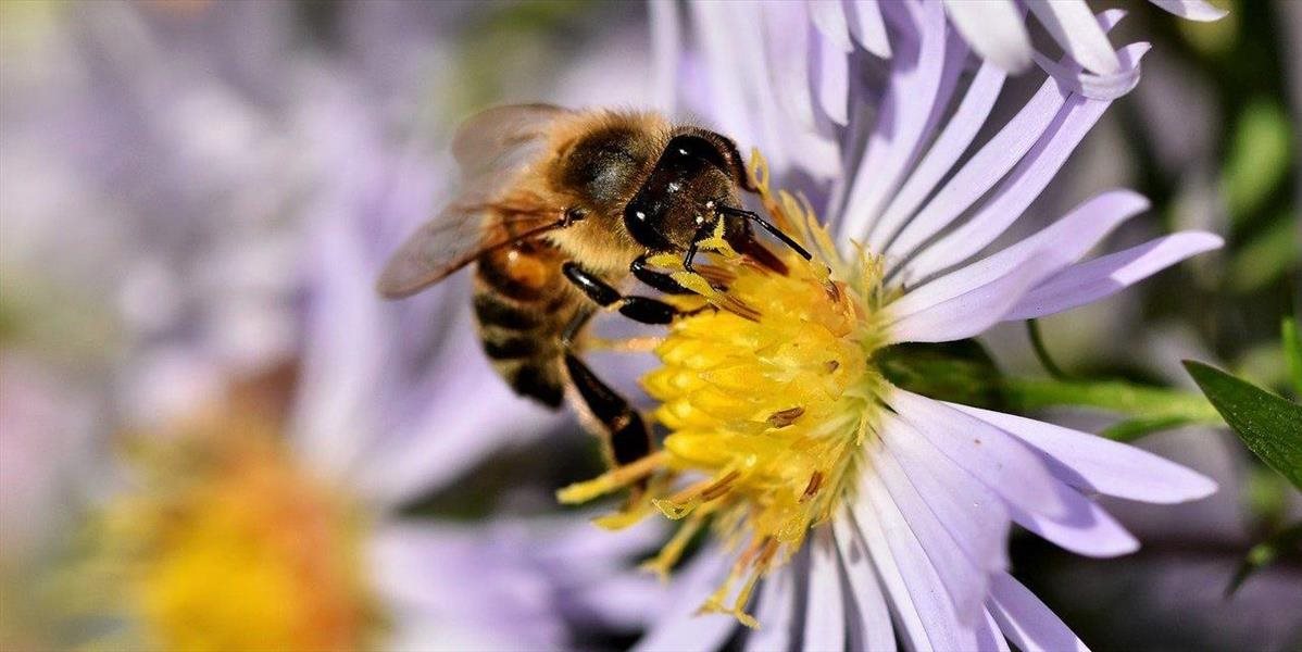 Austrálski vedci prišli s unikátnou liečbou rakoviny prsníka, kľúčom je včelí jed