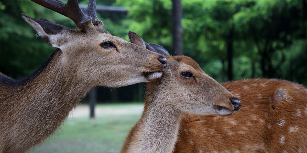 Pri Pitelovej má vzniknúť zvernica, ochranári majú tieto námietky