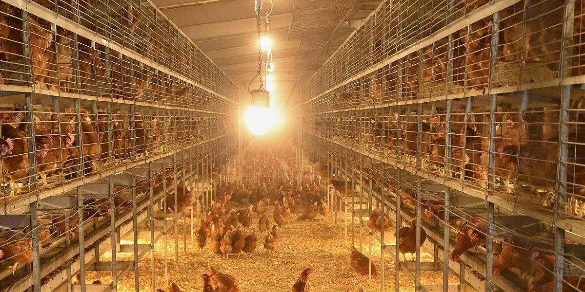 Čo preukázali kontroly u producentov slepačích vajec?